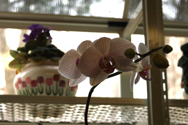 [Orchid[3].jpg]