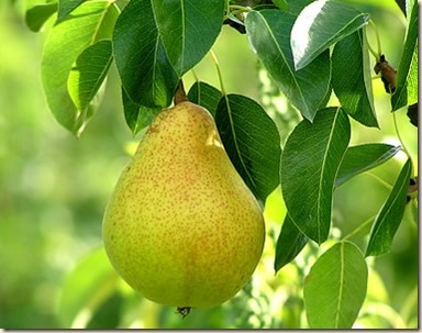pear_tree