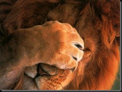 leaofechandoos olhos