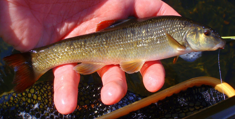Highland Stoneroller (Campostoma sapadiceum)