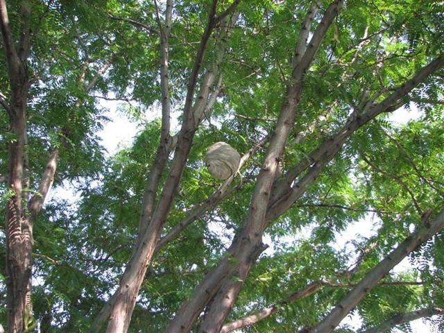 [Huge Wasps Nest (8) (Medium)[2].jpg]
