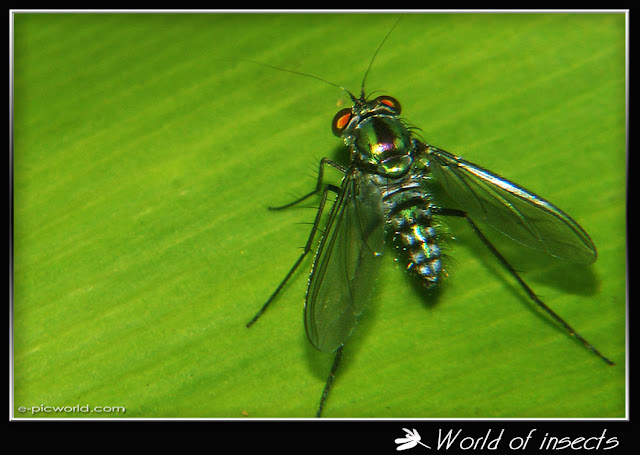 fly picture