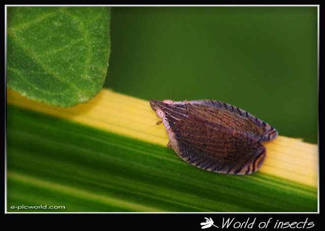 beetle picture