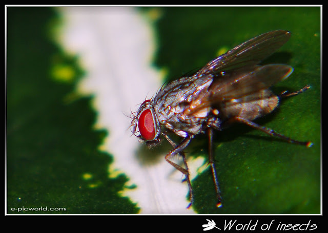 fly picture