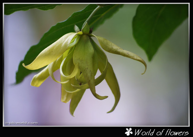 kenanga flower picture