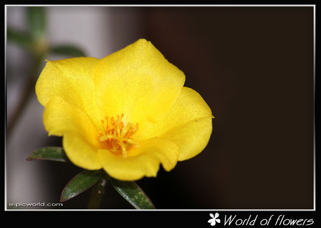 bunga seri pagi flower picture