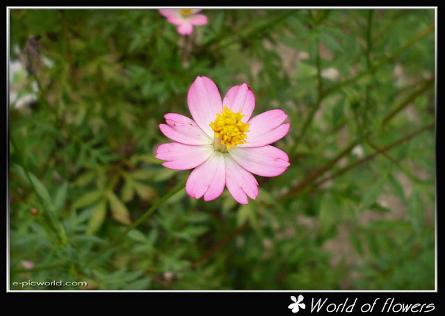 flower picture