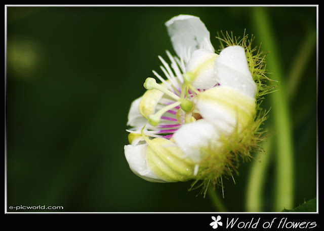 flower picture