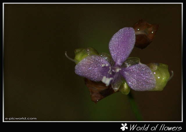Grass flower picture