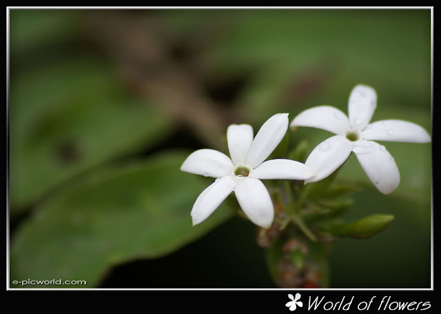 flower wallpaper