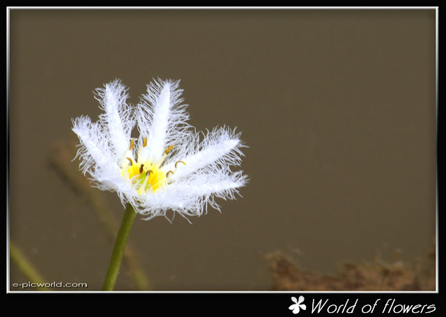 water lilies picture