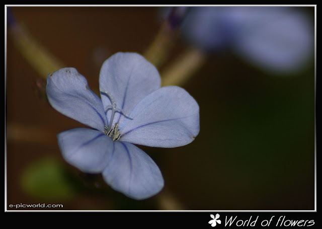 flower picture