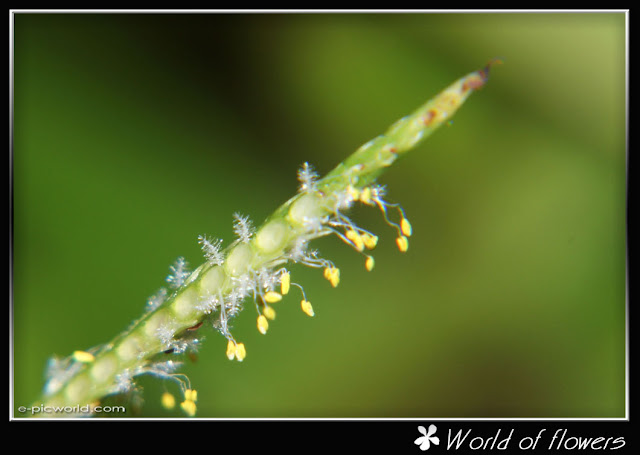 flower picture