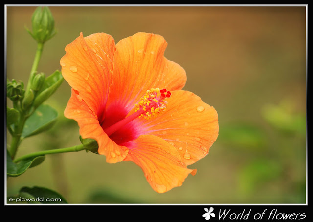 hibiscus flower picture