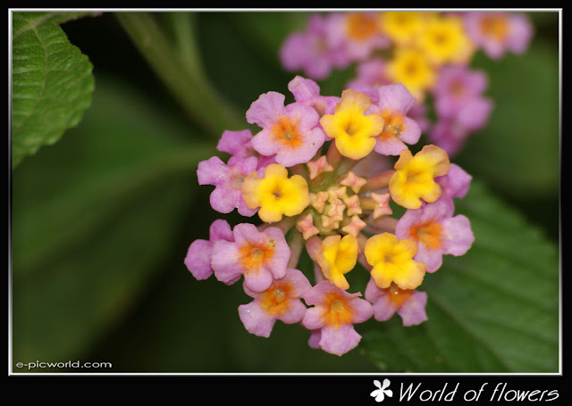 lantana flower picture