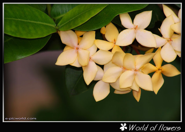 Yellow Ixora flower picture