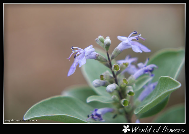 flower picture