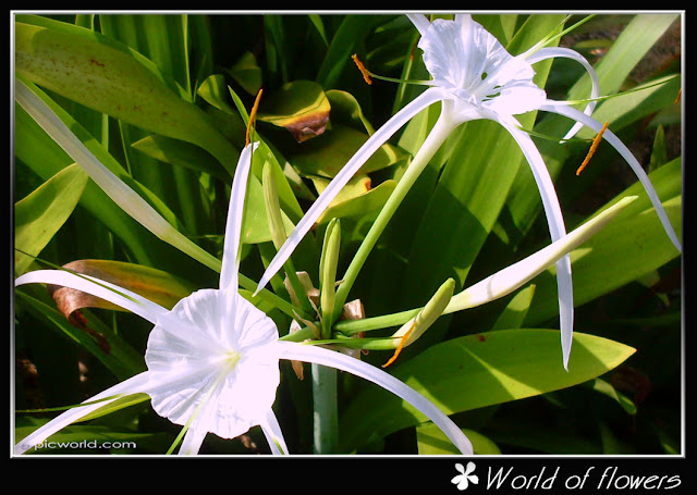 helicornia tree flower picture
