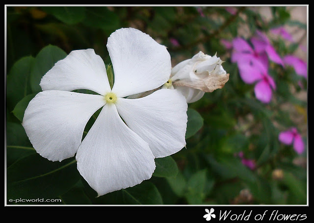 kemunting cina flower picture