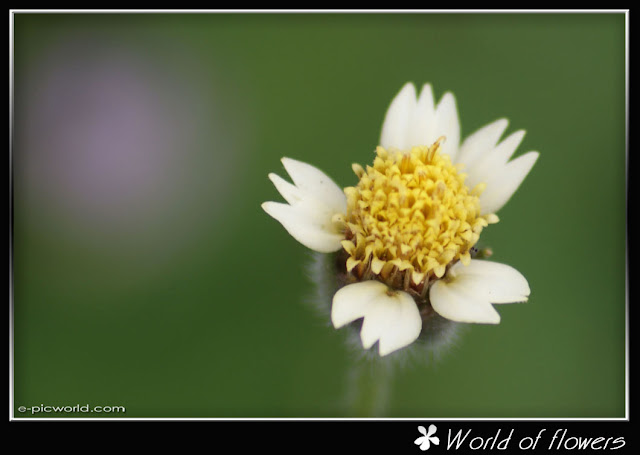 daisy flower picture