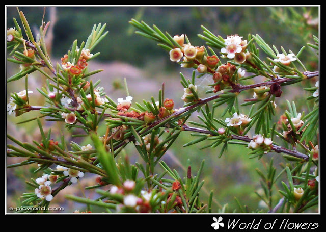 flower picture