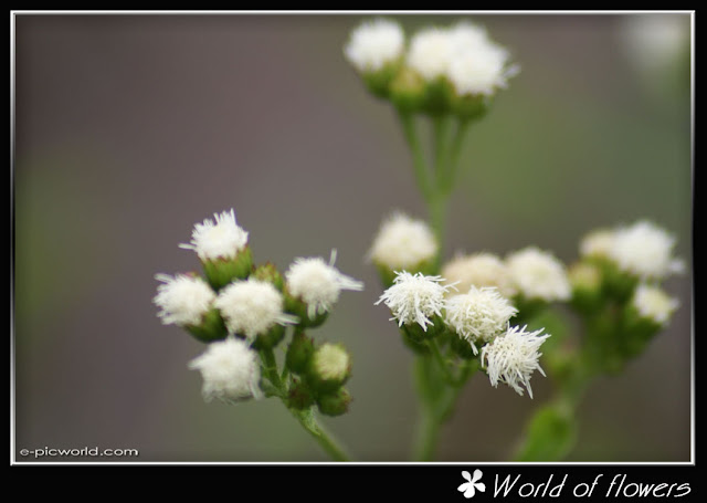 flower picture