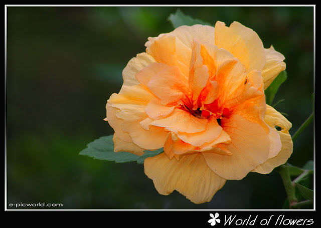 hibiscus flower picture