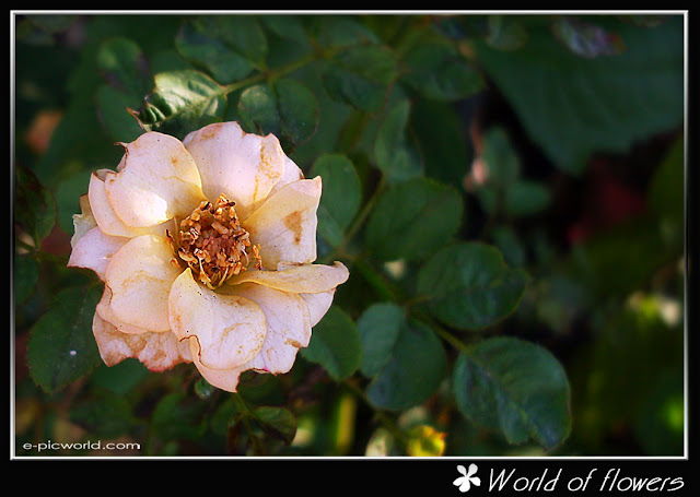 rose flower picture