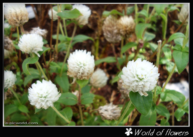 flower picture