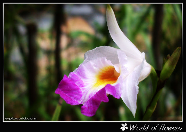 orchid flower picture