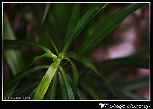 Foliage close up picture