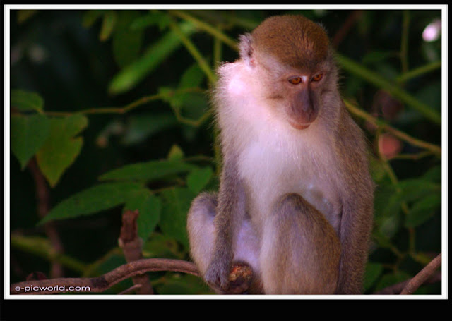 monkey picture
