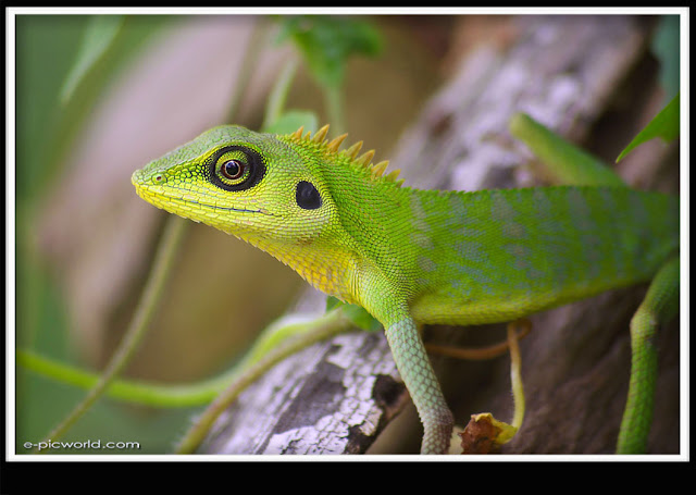 lizard picture