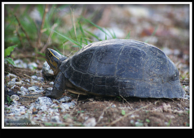 tortoise picture