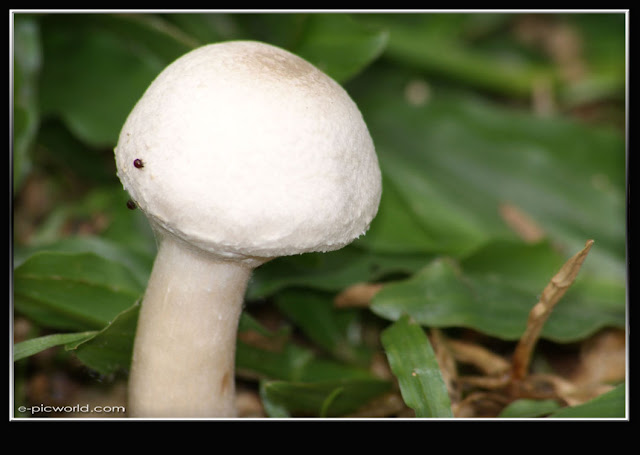 Mushrooms and fungi photo