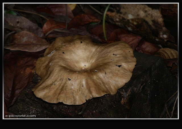 Mushrooms and fungi photo