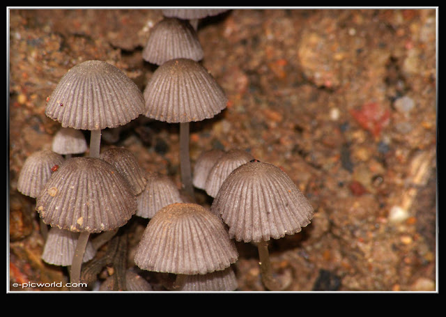 Mushrooms and fungi photo