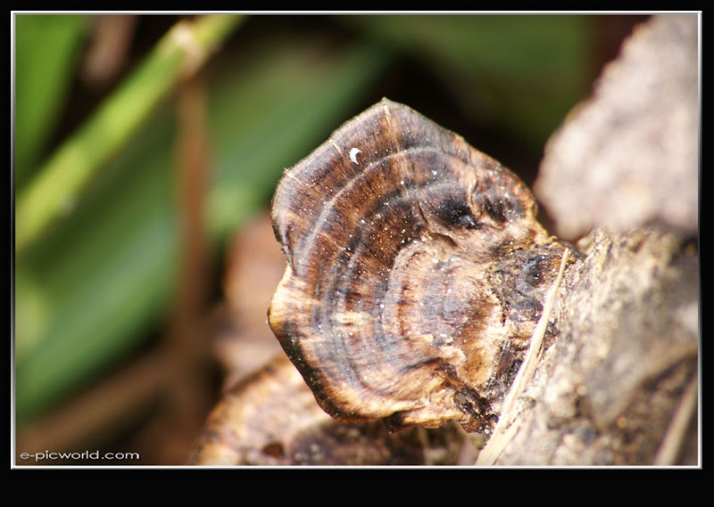 Mushrooms and fungi photo
