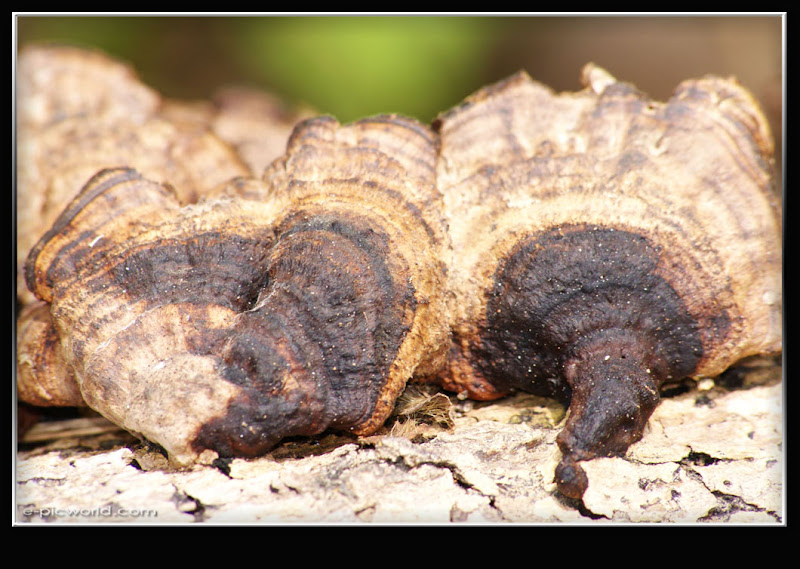 Mushrooms and fungi photo