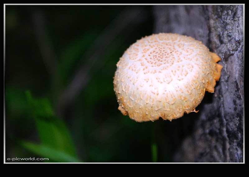 Mushrooms and fungi photo
