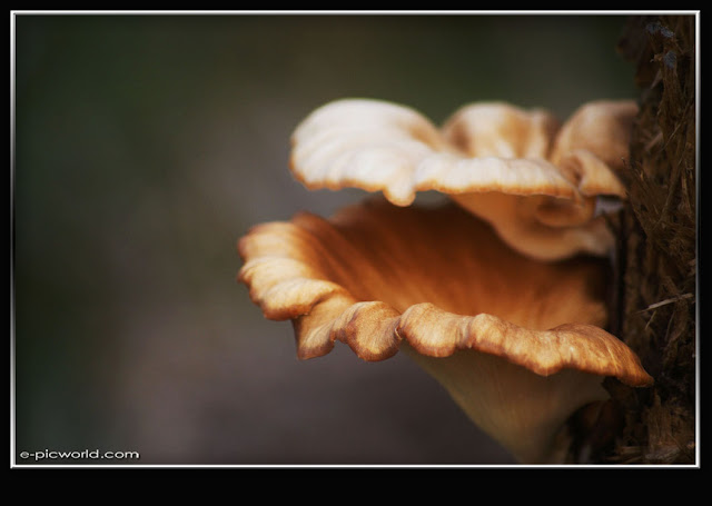 Mushrooms and fungi photo