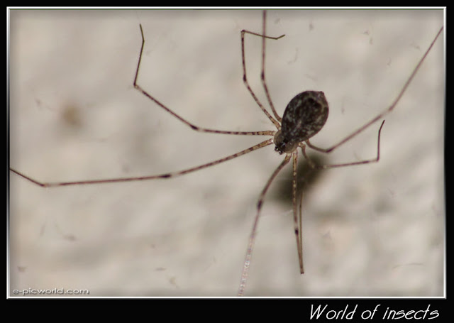 spider picture