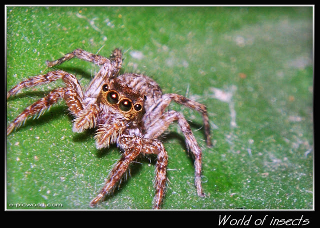 spider picture