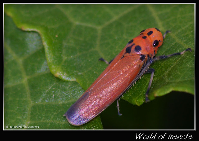 leafhopper picture
