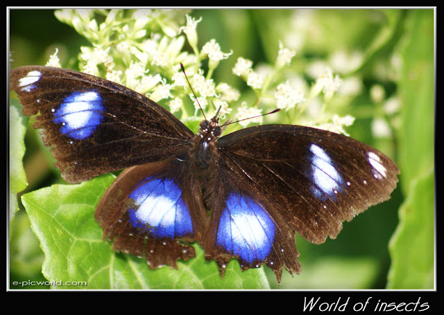 butterfly picture