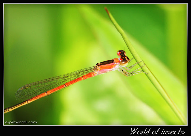 damselfly picture