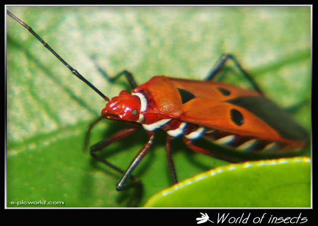shield bug picture