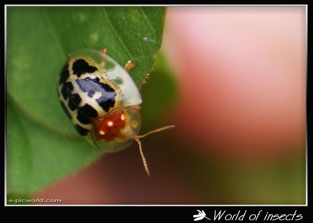 beetle picture