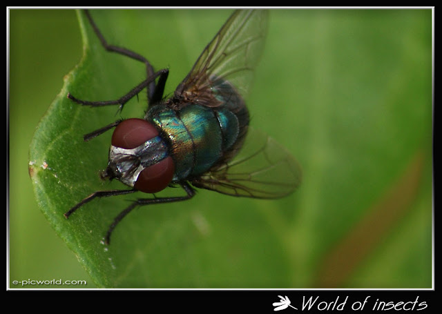 fly picture