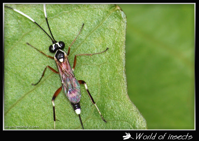 wasp picture